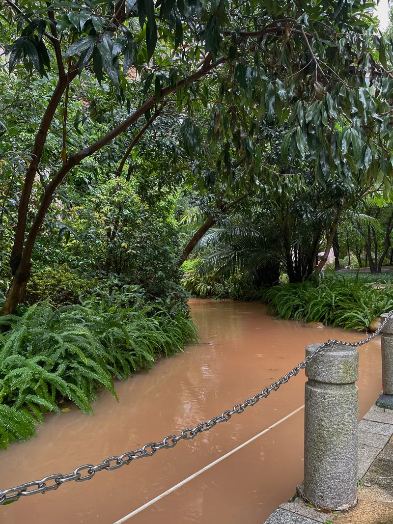 最近南方的雨如此之多，接连不断的暴雨让排水系统短暂地失效了。住宅小区里的人造绿化之间，石头砌成的假小溪漫溢着砖红色的脏水。城市中的人类无意识地复现几万年前这里亚热带雨林的场景，这多么奇妙。