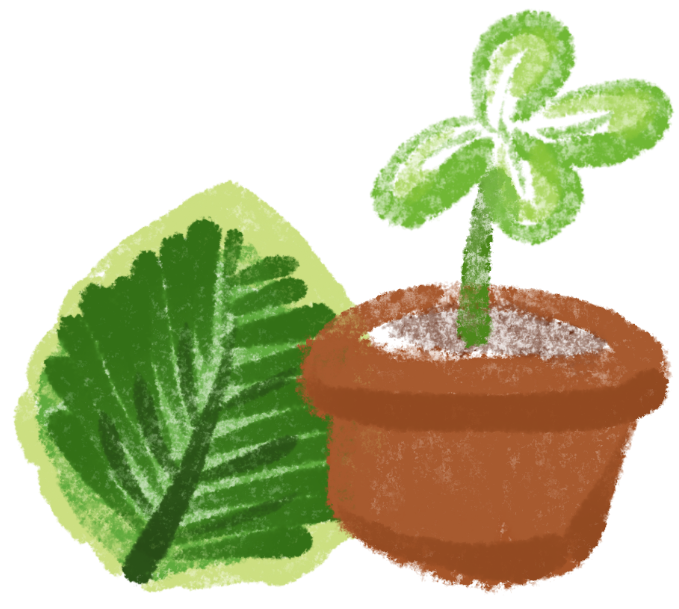 a small pot of plant